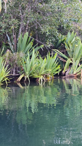 Pandanus platyphyllus observed 2026-10-15
