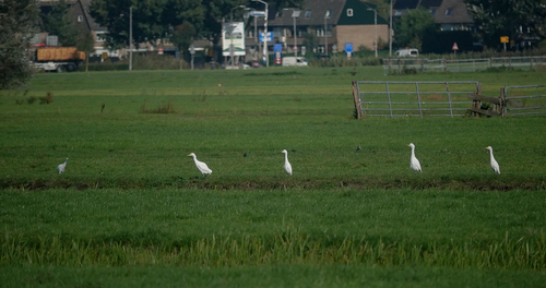 Western Cattle-Egret
