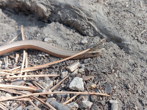 Common Slowworm