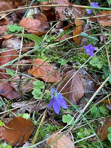Spreading Bellflower
