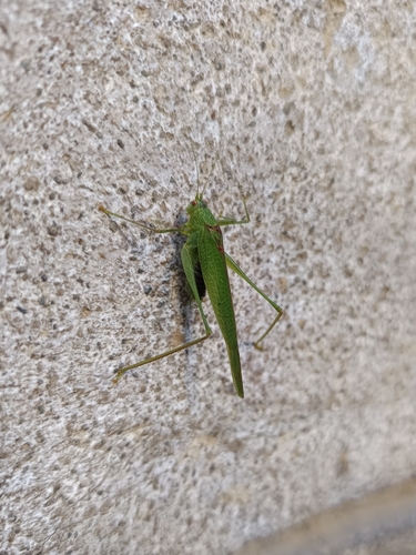 Mediterranean Katydid