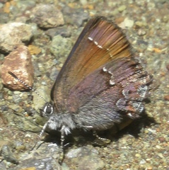 Callophrys muiri