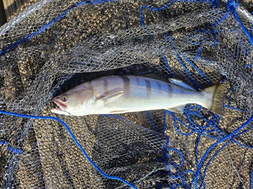 White Seabass