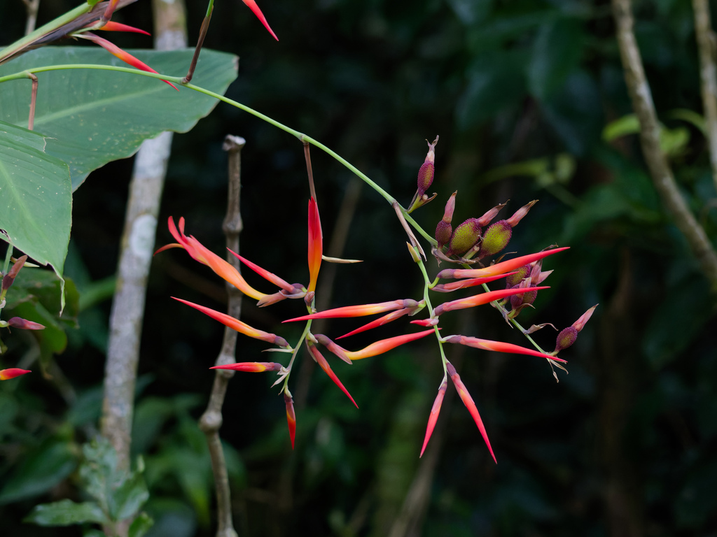 Canna paniculata (Canna paniculata)