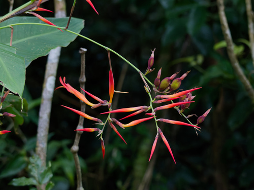 Canna paniculata (Canna paniculata)