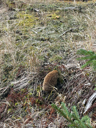 Common Hedgehog