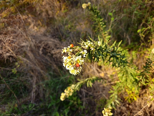 Flax-leaved Daphne