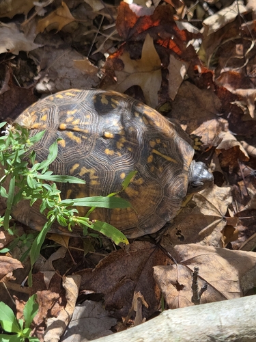 Eastern Box Turtle