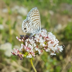 Leptotes marina