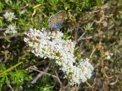 Leptotes marina