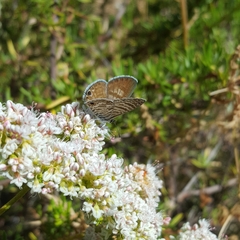 Leptotes marina