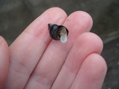 Austrolittorina cincta