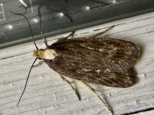 Depressaria emeritella