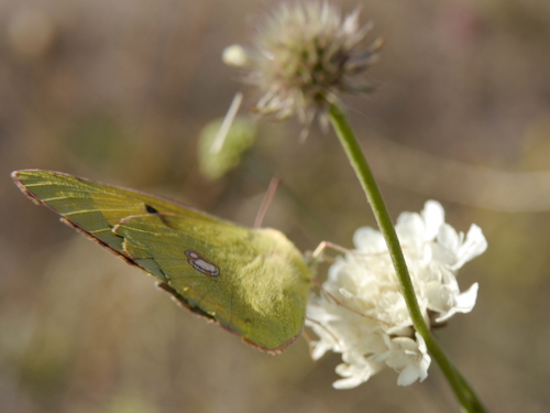 Clouded Yellow