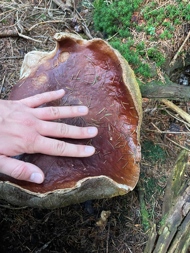King Bolete