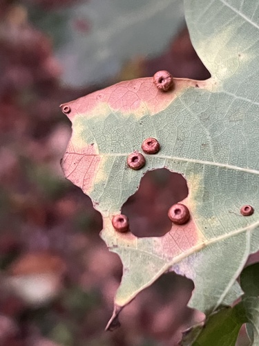 Silk-Button Spangle Gall Wasp