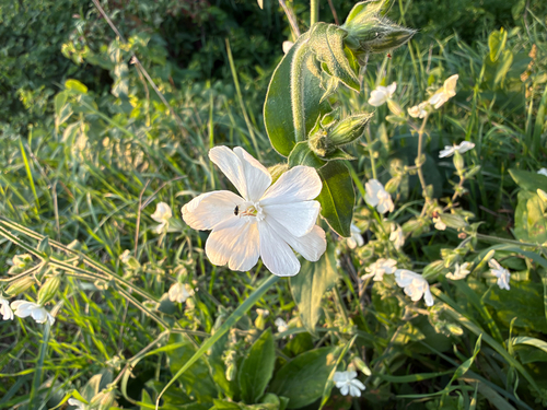 white campion