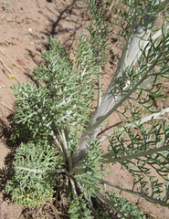 Hymenopappus filifolius lugens