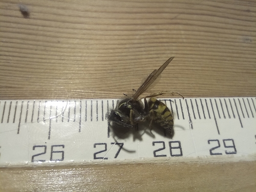 Common European Yellowjacket