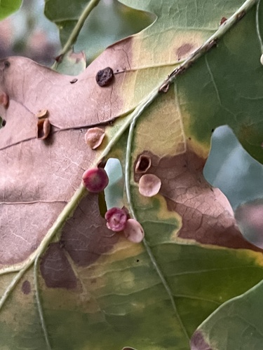Smooth Spangle Gall Wasp