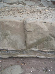 Austrolittorina cincta