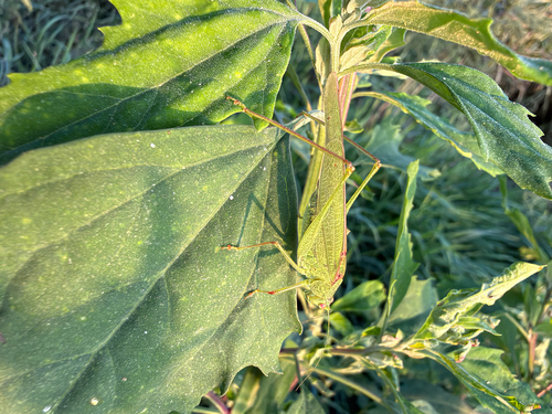 Mediterranean Katydid