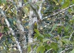 Chrysophlegma flavinucha