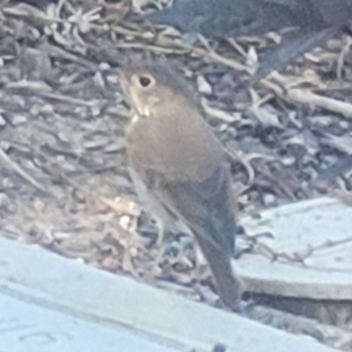 Hermit Thrush
