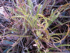 Banksia arctotidis