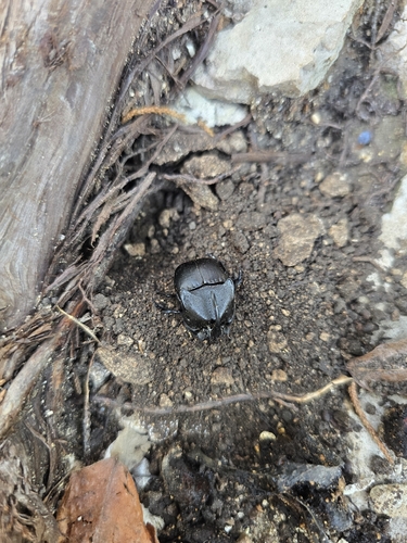 Texas Black Phanaeus
