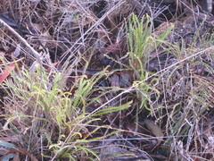 Banksia arctotidis
