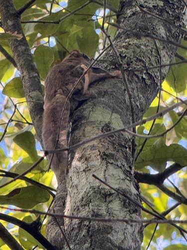 Southern Flying Squirrel observed by aidgab