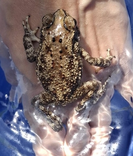 Asian Common Toad