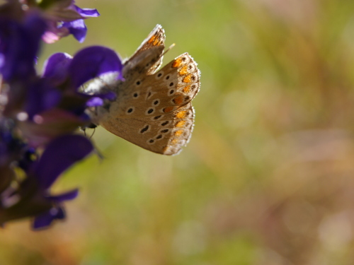 Brown Argus