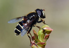 Eristalis cryptarum