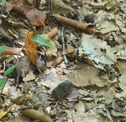 Southern Short-tailed Shrew observed by vsgreene