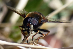 Eristalis cryptarum