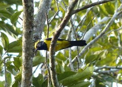 Melanochlora sultanea