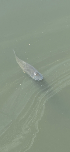 Grass Carp
