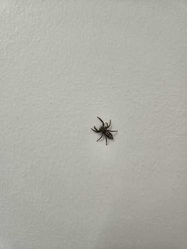 Tan Jumping Spider