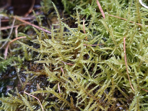 Cratoneuron filicinum observed 2026-10-15