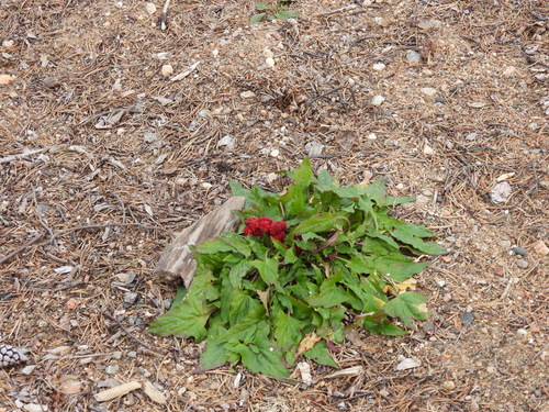 Blitum virgatum observed 2026-10-13