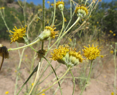 Hymenopappus filifolius lugens