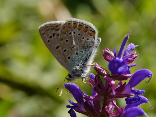 Common Blue