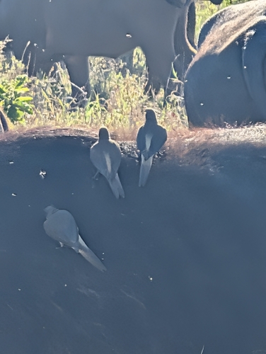 iNaturalist image