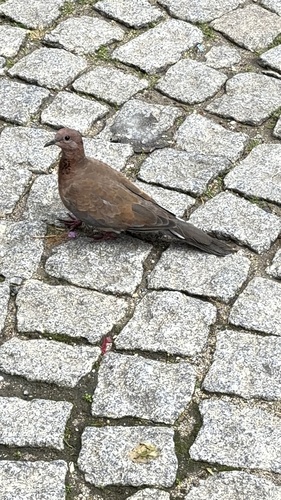 Laughing Dove