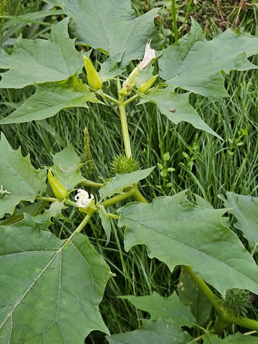 jimsonweed