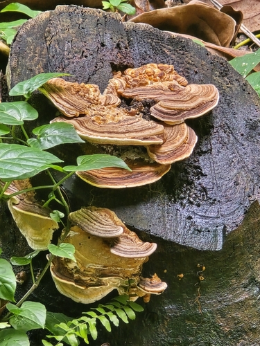Rigidoporus lineatus observed 2026-10-13