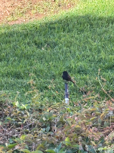 Black Phoebe