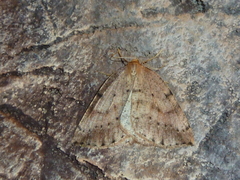 Thallophaga hyperborea